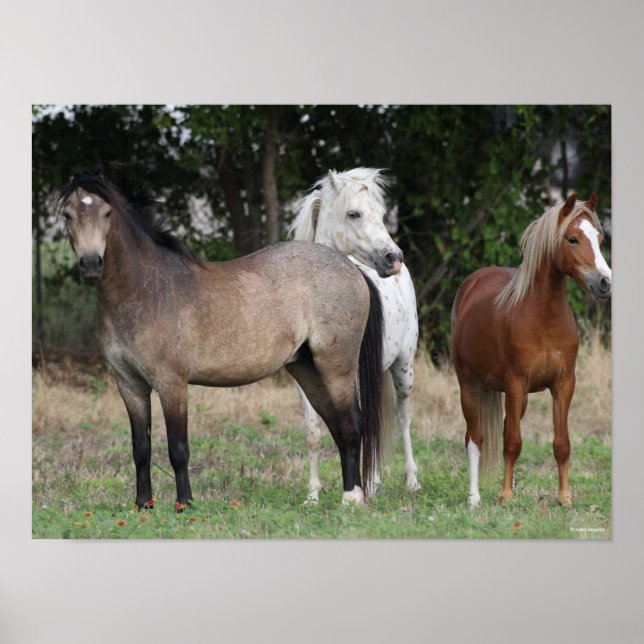 Póster Bob Langrish | Three Ponies Standing Together (Frente)