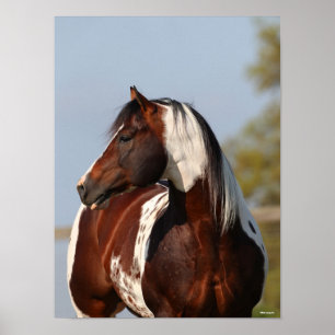 Póster Bob Langrish Tobiano Paint Horse Stallion en la ca
