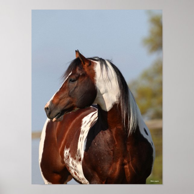Póster Bob Langrish | Tobiano Paint Stallion Headshot (Frente)