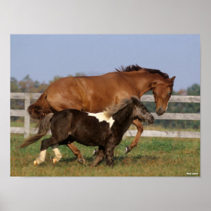 Póster Bob Langrish   Toroughbred y Shetland Pony