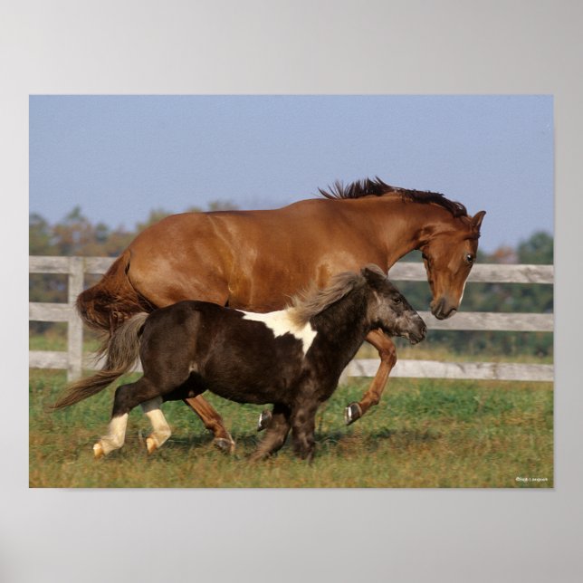 Póster Bob Langrish | Toroughbred y Shetland Pony (Frente)