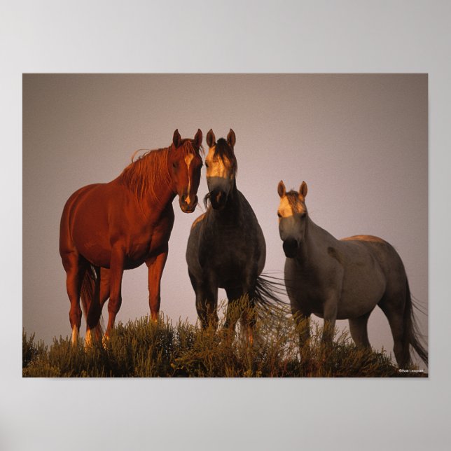 Póster Bob Langrish | Tres árabes de pie al atardecer (Frente)