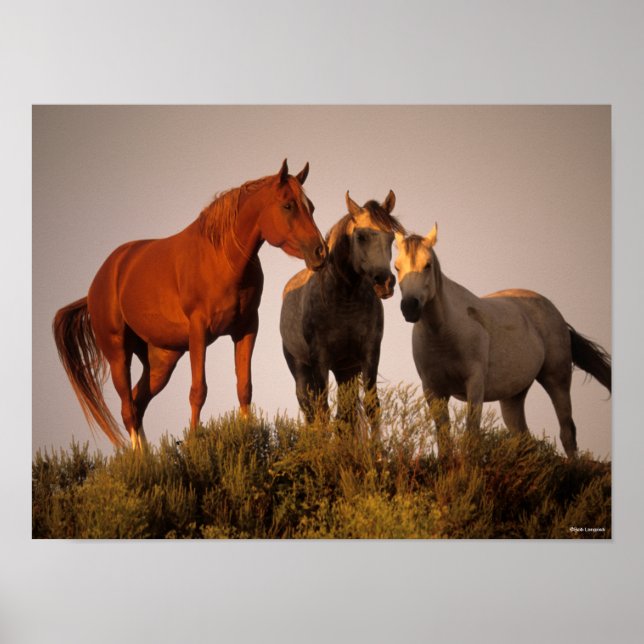 Póster Bob Langrish Tres Caballos Árabes Parados Al Atard (Frente)