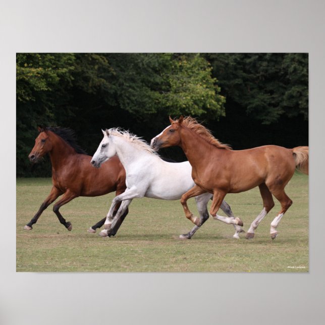 Póster Bob Langrish | Tres caballos árabes unidos (Frente)