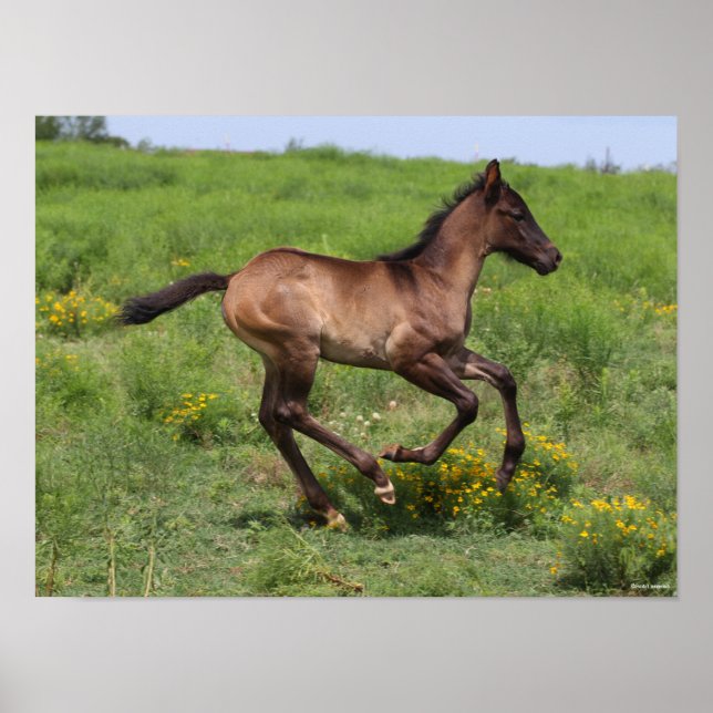 Póster Bob Langrish | Trimestre de carreras de caballos (Frente)