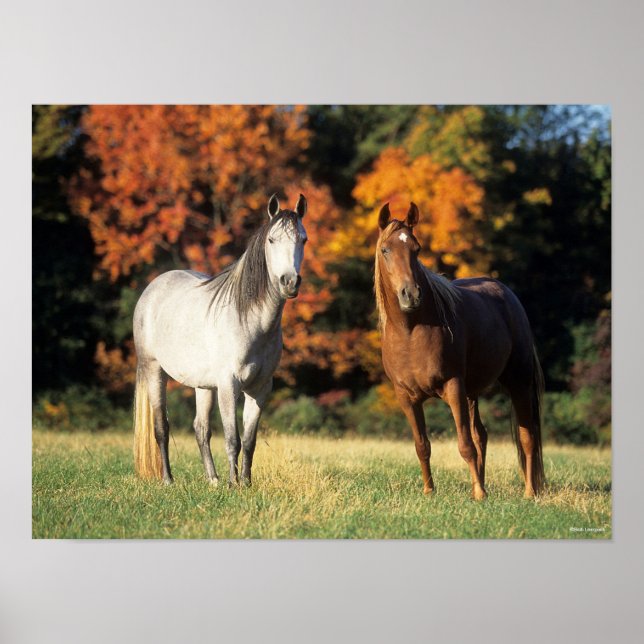 Póster Bob Langrish Two Arabs Standing Together in Field (Frente)