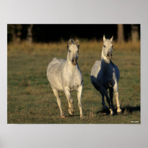 Póster Bob Langrish   Two Grey Arabs Running Together