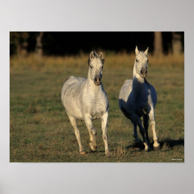 Póster Bob Langrish | Two Grey Arabs Running Together (Frente)