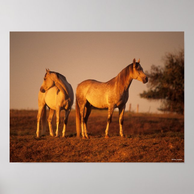 Póster Bob Langrish | Two Grey Arabs Standing at Sunset (Frente)