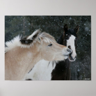 Póster Bob Langrish   Two Ponies Meeting In Snow headshot