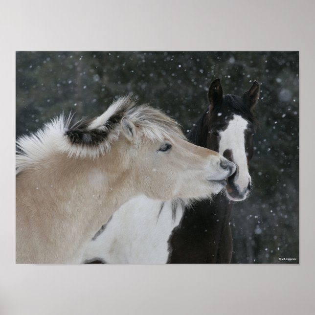 Póster Bob Langrish | Two Ponies Meeting In Snow headshot (Frente)