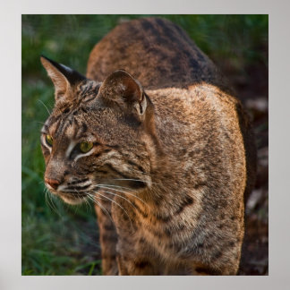 Póster BobCat