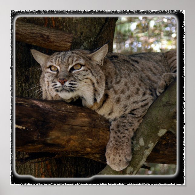 Póster Bobcat_11x11 (Frente)