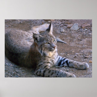 Póster Bobcat en el desierto de Sonoran