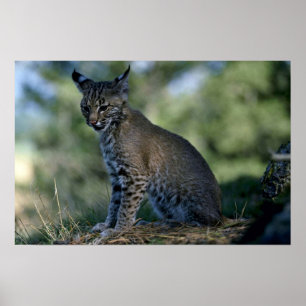 Póster Bobcat-kitten