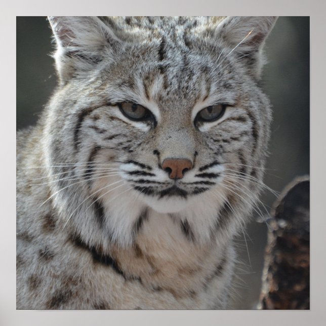 Póster Bobcat rugoso (Frente)