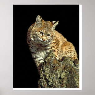 Póster Bobcat sentado en una roca desde Junglewalk.com