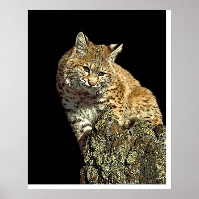 Póster Bobcat sentado en una roca desde Junglewalk.com (Frente)