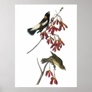 Póster Bobolink por Audubon