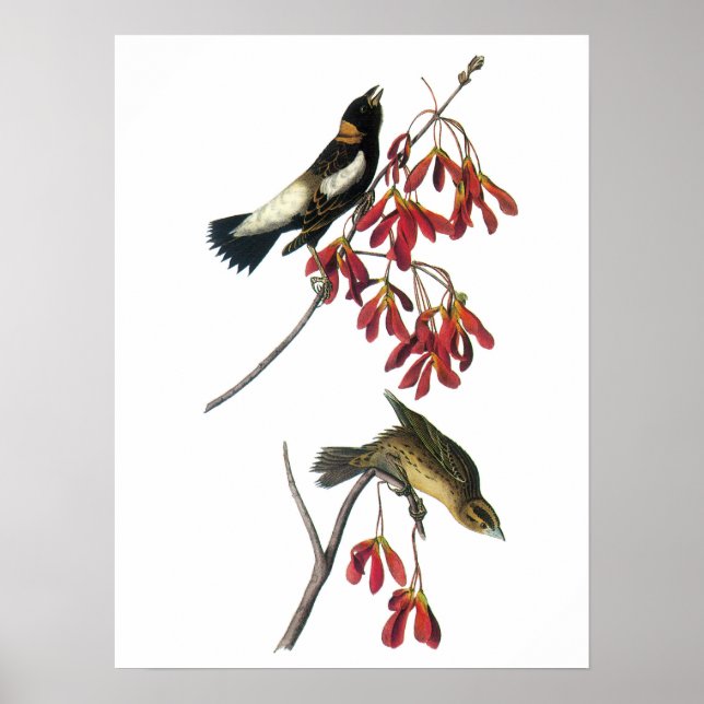 Póster Bobolink por Audubon (Frente)