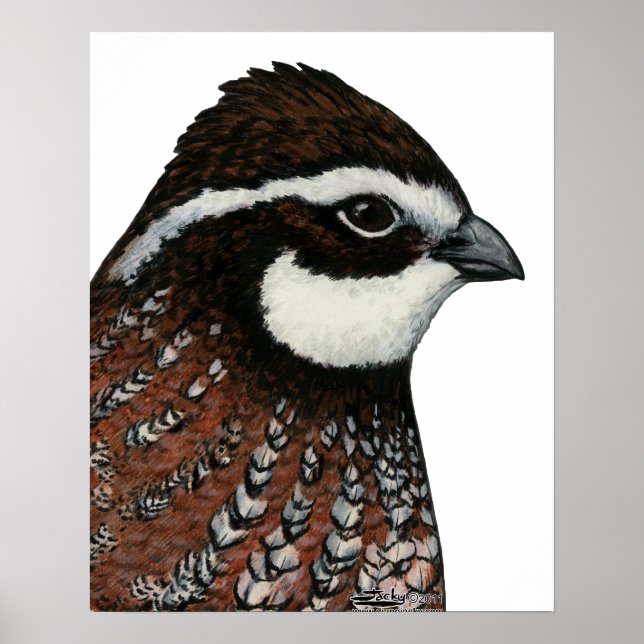 Póster Bobwhite Quail Head (Frente)
