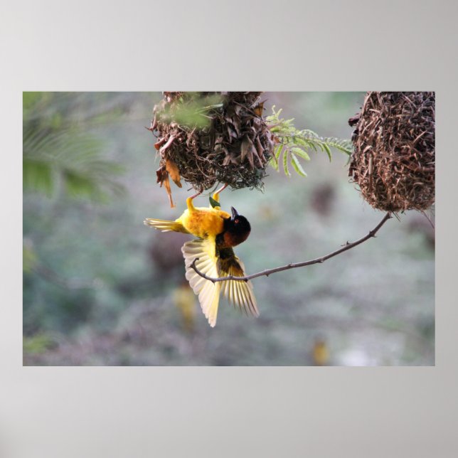 Póster Boca abajo (Frente)