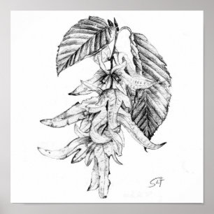 Póster Boceto a lápiz botánico de Carpe