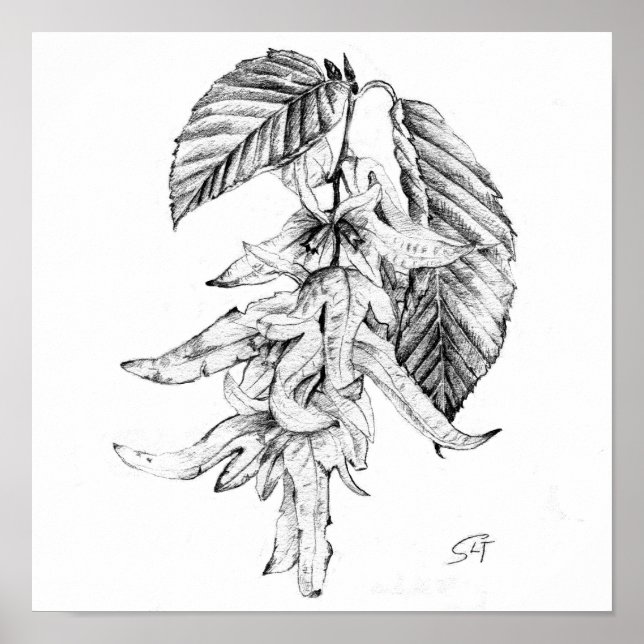 Póster Boceto a lápiz botánico de Carpe (Frente)