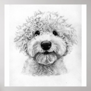 Póster Boceto adorable de perro rizado, lagotto