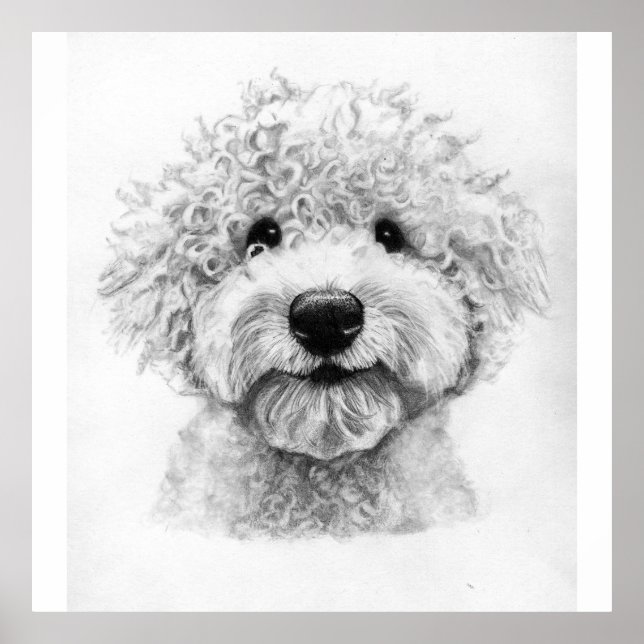 Póster Boceto adorable de perro rizado, lagotto (Frente)
