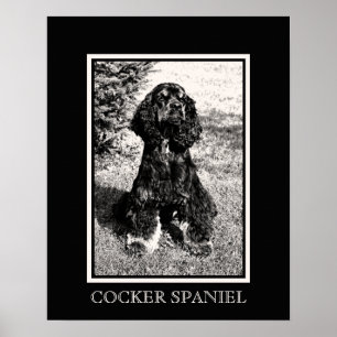 Póster Boceto de Cocker Spaniel
