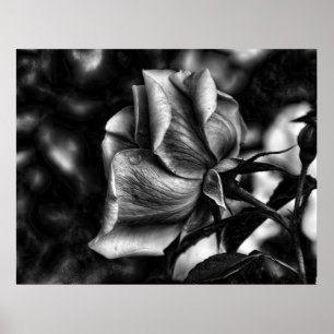 Póster boceto de rosa en blanco y negro