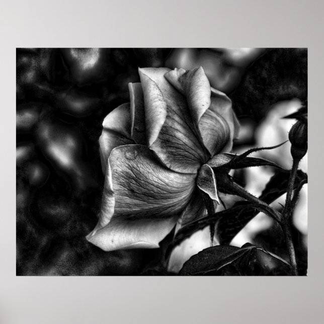 Póster boceto de rosa en blanco y negro (Frente)