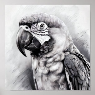Póster boceto en blanco y negro de un macaw