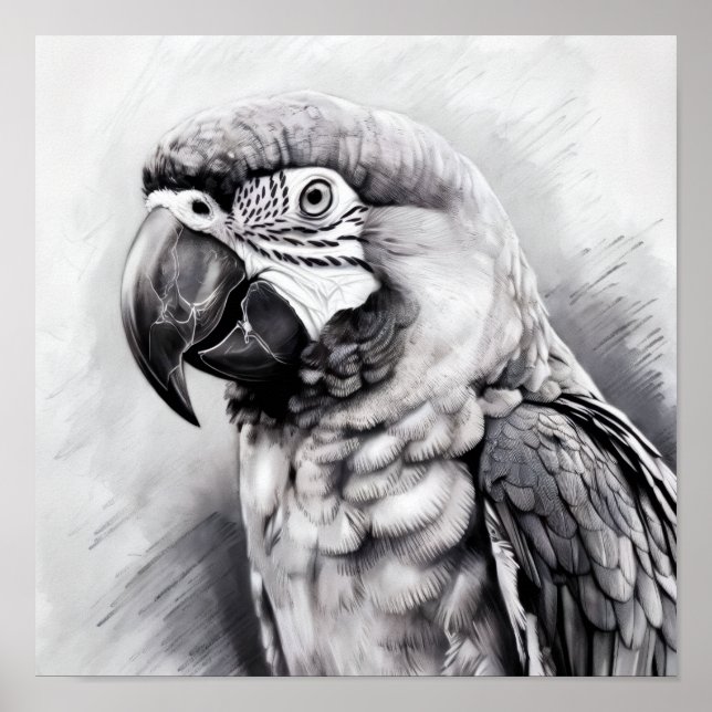 Póster boceto en blanco y negro de un macaw (Frente)