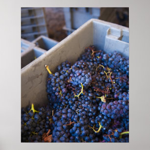 Póster Bodega Marques de Riscal bodega, uvas