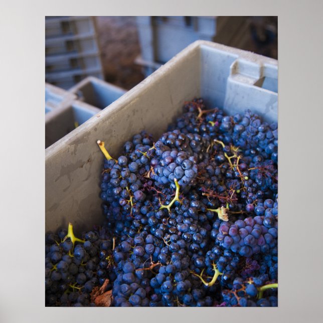 Póster Bodega Marques de Riscal bodega, uvas (Frente)