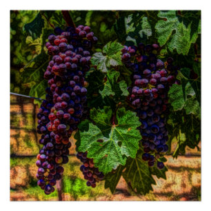 Póster Bodega Uvas de viñedos grapevine soleado toscano