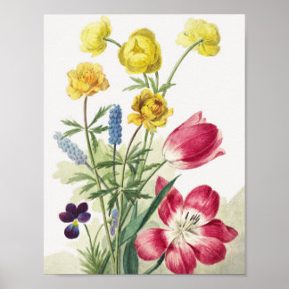 Póster Boeket van tulpen, viooltjes, blauwe druifjes