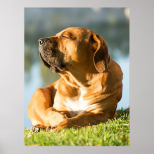 Póster Boerboel