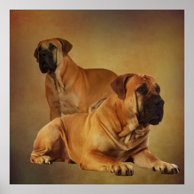 Póster Boerboel - Mastiff sudafricano (Frente)
