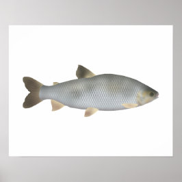 Póster Boga