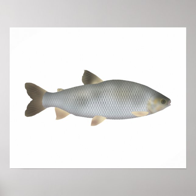 Póster Boga (Frente)