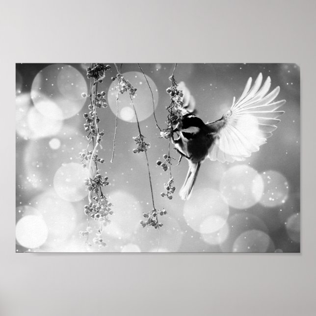 Póster Bokek Bubbles Flying Hummingbird - B&W (Frente)