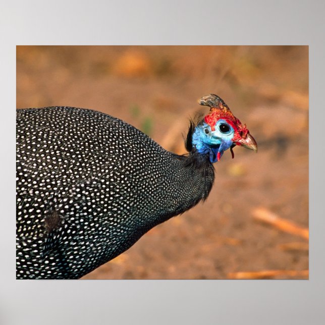 Póster Bola de Guinea Helmeted (Numida meleagris). África (Frente)