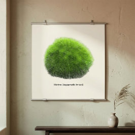 Póster Bola de Musgo Marimo Dibujada a Mano