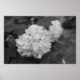 Póster Bola de nieve en primavera