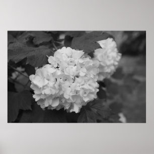 Póster Bola de nieve en primavera