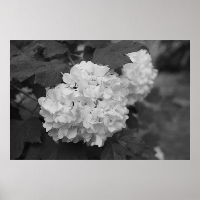 Póster Bola de nieve en primavera (Frente)