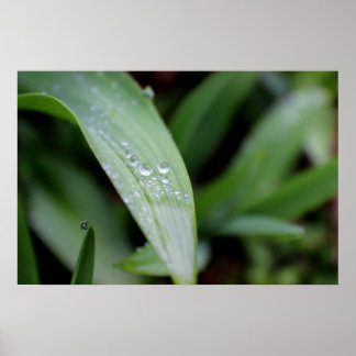 Póster Bolas de hierba cubiertas de lluvia